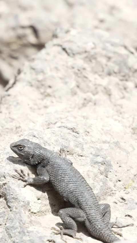 Vertical video of a lizard resting on a rock in the Oregon high desert Stock Footage 346794762