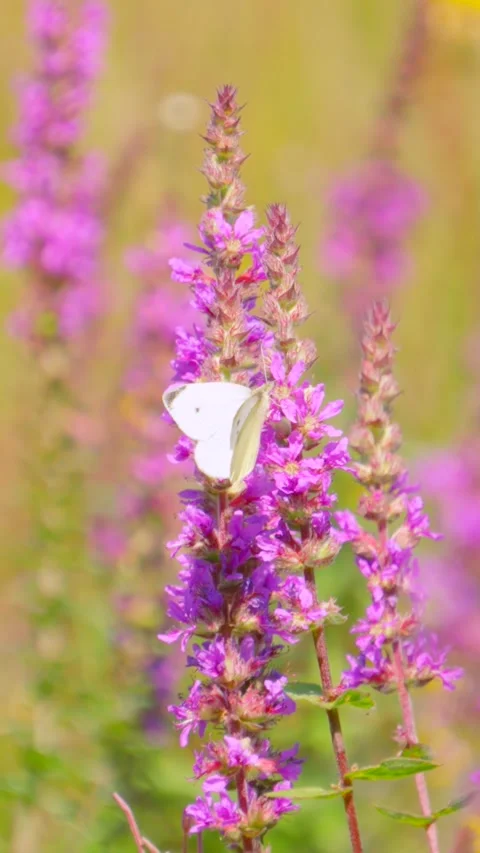 Vertical Video of Lone White Butterfly Holding onto Long Purple Wild Flower Stock Footage 316894245