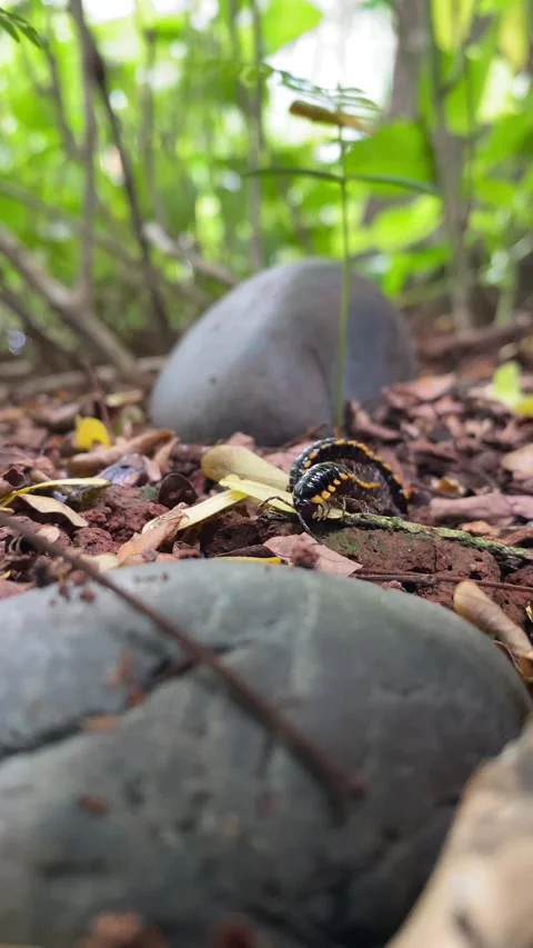 Vertical video of long-flange millipede Stock Footage 294542815