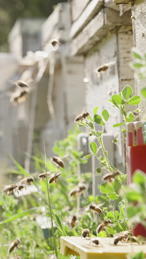 Vertical video. A long queue of bees in the air at the hive entrance, all of Stock Footage 271057659