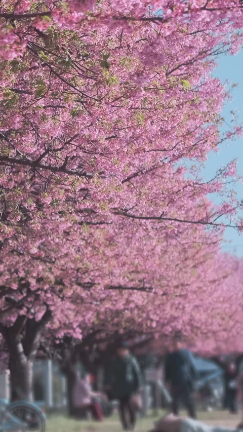 Vertical video: Long row cherry blossom trees in full bloom stretches through Stock Footage 338242152