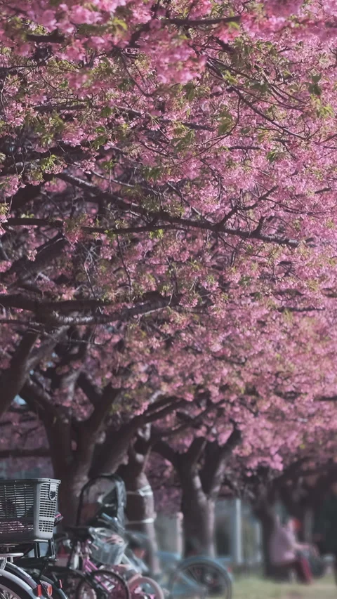 Vertical video: Long row cherry blossom trees in full bloom stretches through Stock Footage 339380044