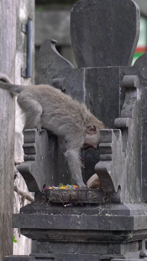 Vertical video of Long tailed macaque eating offerings in ubud Stock-Footage 331948712