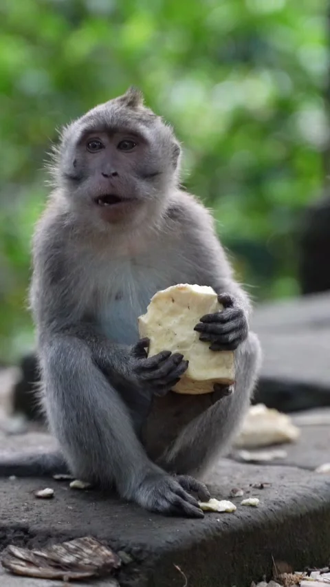 Vertical video of Long tailed macaque monkey eating a piece of coconut in monkey Stock Footage 332228416