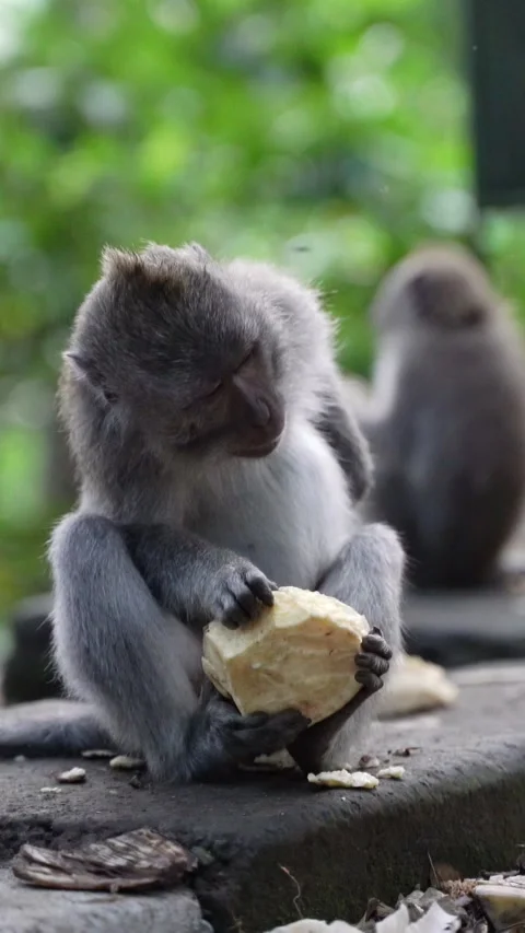 Vertical video of Long tailed macaque eating stolen food in the jungle Vidéo 332228495