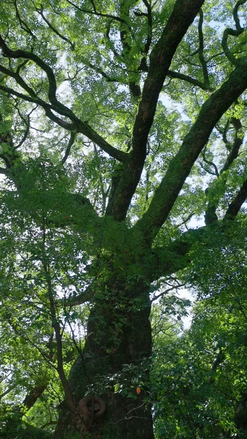 Vertical Video, Looking Up At Giant Tree Spreading Branches, Lush Forest Stock-Footage 347004216