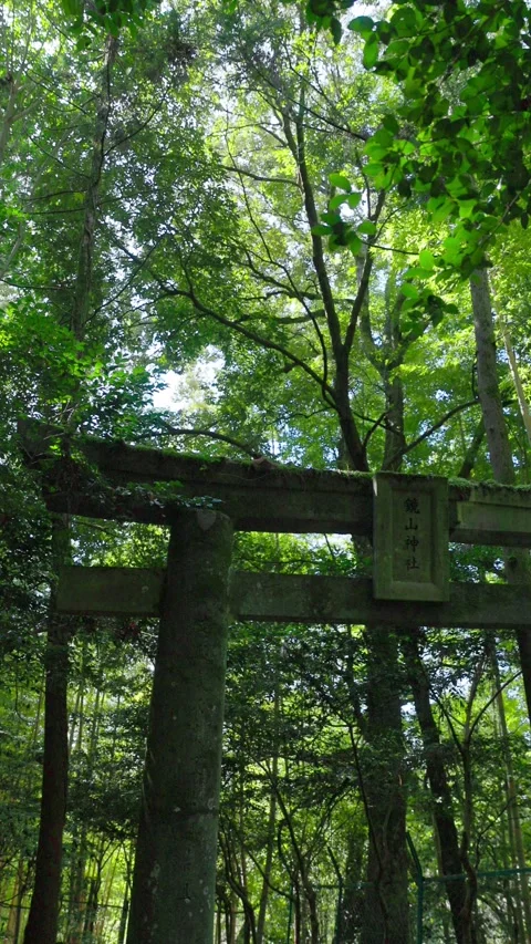 Vertical Video Looking Up At A Mossy Stone Torii Gate Against Forest Trees Stock-Footage 347004203