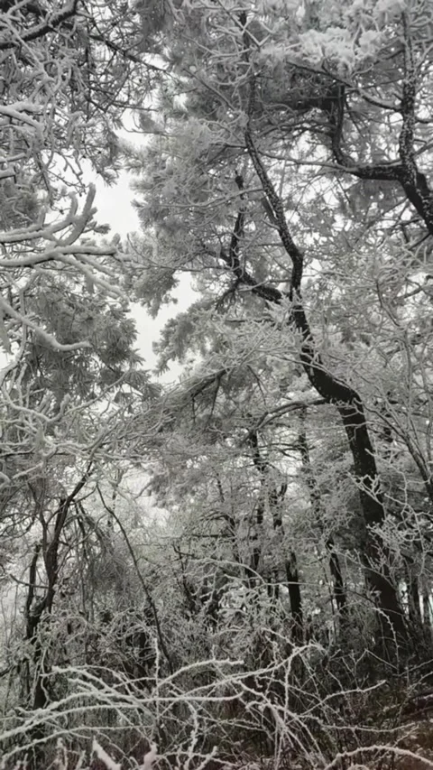 Vertical video looking up at pine forest trees covered in thick rime ice and Video stock 327688123