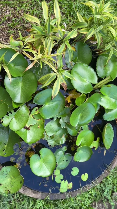 Vertical video of lotus plant in water garden pot with green leaves Stock Footage 321182453