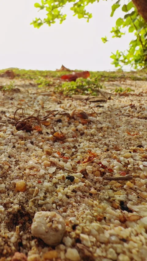 Vertical video. Low Angle Ground Level View Of Sandy Tropical Soil With Red Ant Stock Footage 330885579