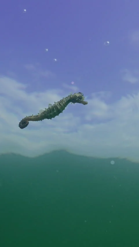 Vertical video, Low-angle shot of Long Snouted Seahorse (Hippocampus guttulatus) Stock Footage 321952350