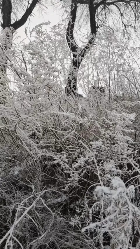 Vertical Video Low Angle Shot Looking Up at Rime Ice Covered Tree Branches T Stock Footage 326583204
