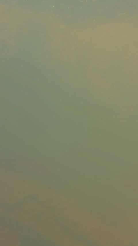 Vertical video. Low Angle Upward Movement From Water Surface Toward Small Jungle Stock Footage 330652849