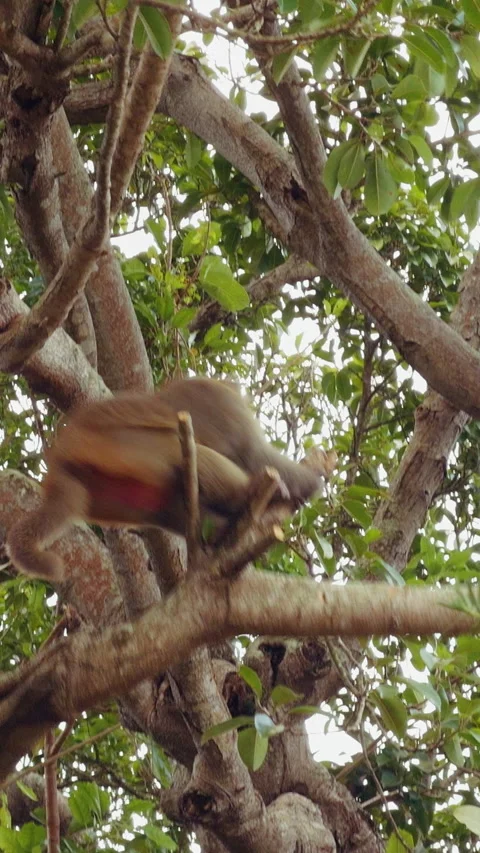Vertical video. Low Angle View of Angry Monkey Shaking Branch and Leaping Away a Stock Footage 323643936