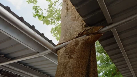 Vertical video. Low Angle View of Metal Roof Structure Built around Living Tree Stock Footage 340236622