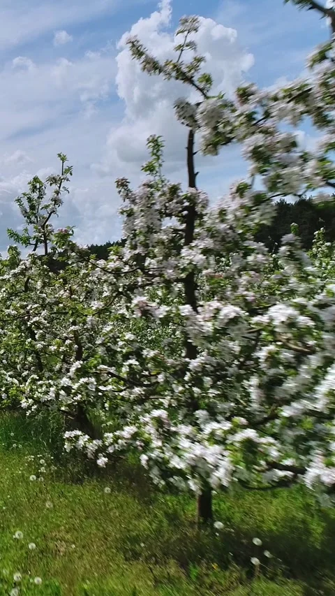 Vertical video. Low flight on a sunny day in a row of blossoming apple trees. Video stock 271044277