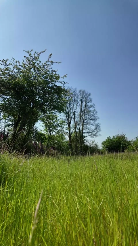 Vertical Video of Lush Meadow with Trees and Blue Sky Stock Footage 276689497