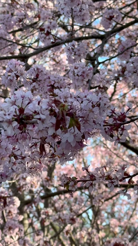 Vertical video of lush pink cherry blossoms blooming on tree branches. Clos.. Stock Footage 332855948