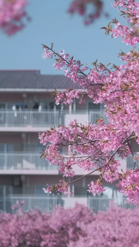 Vertical video: Lush pink sakura branches in full bloom set against residential Stock Footage 339380822