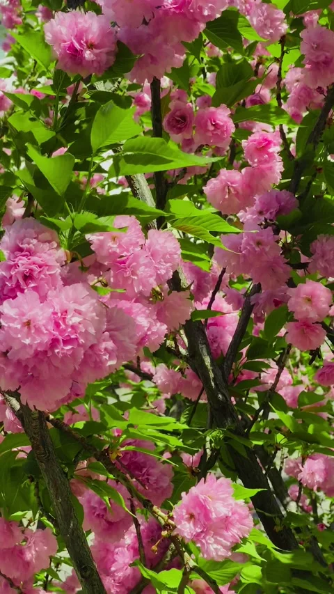 Vertical video of lush sakura, cherry blossom trees in full bloom. Stock Footage 274932484