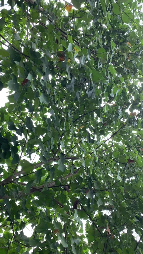 Vertical video of lush tropical tree canopy Stock Footage 341228207