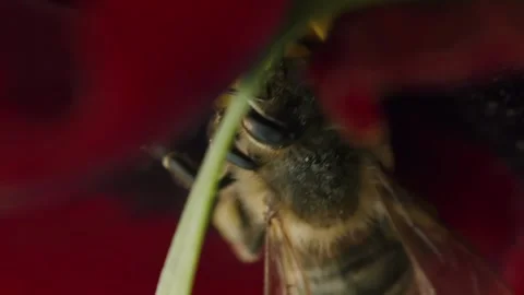 Vertical video macro bee on a flower Stock Footage 246958547