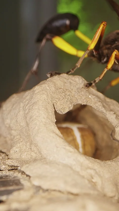 Vertical video. Macro Close Up of Potter Wasp Sealing Mud Nest Entrance With Lar Stock Footage 335215061