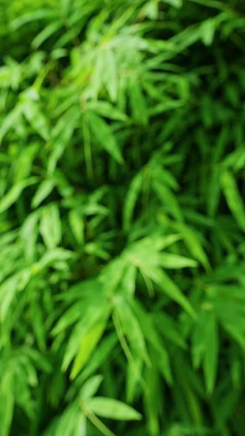 Vertical video. Macro Defocused Bamboo Leaf Background With Tropical Green Folia Stock Footage 335241036