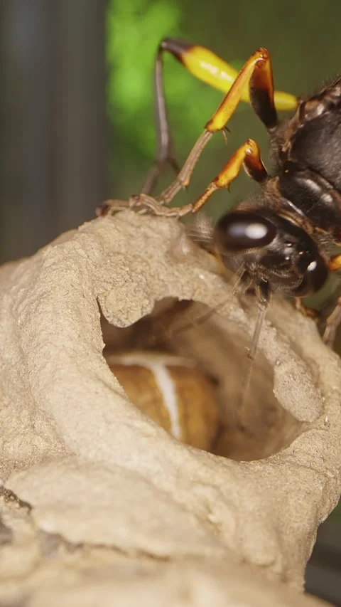 Vertical video. Macro Dolly Close Up of Potter Wasp Guarding Fresh Mud Nest With Stock Footage 335215113