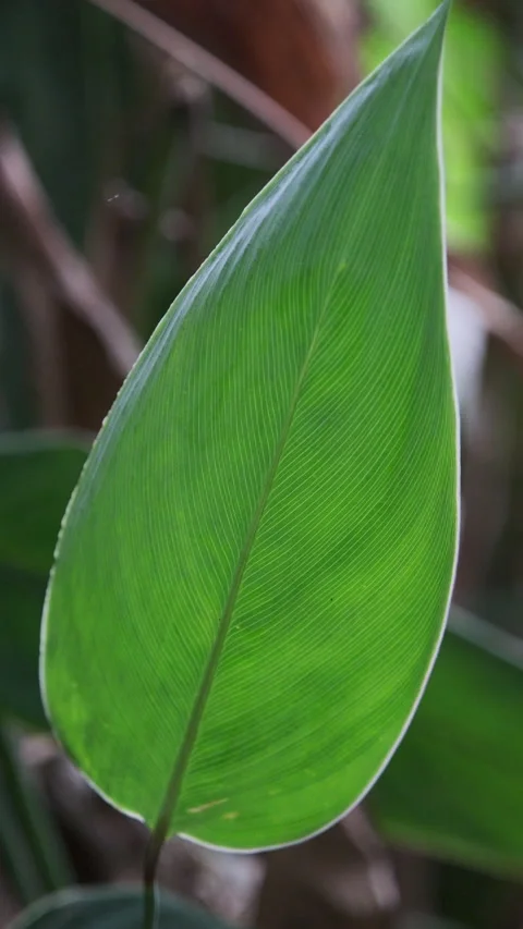 Vertical Video: Macro Green Leaf with Clear Veins and Crisp Texture (ProRes 422) Stock Footage 320305149