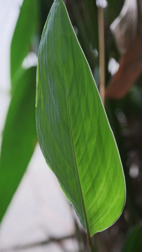 Vertical Video: Macro Green Leaf with Clear Veins and Crisp Texture (ProRes 422) Stock Footage 320307132