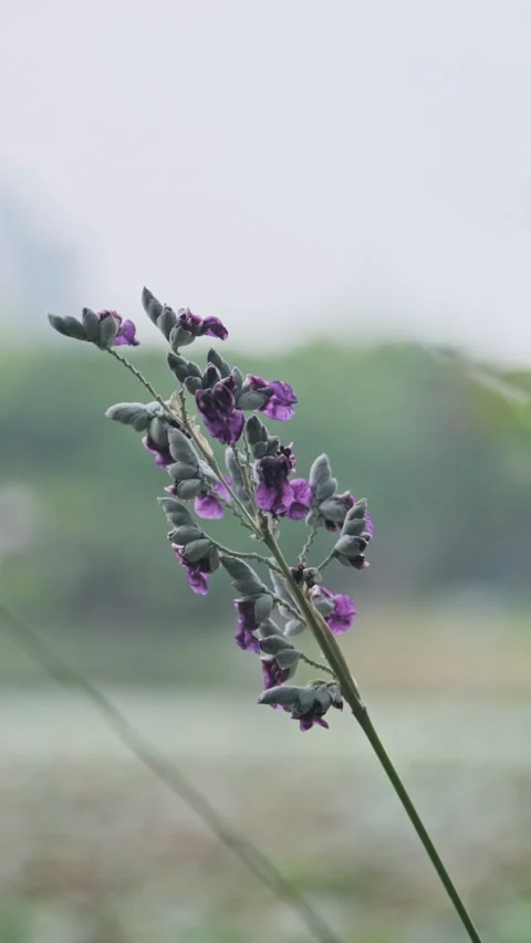 Vertical Video: Macro Green Leaf with Clear Veins and Crisp Texture (ProRes 422) Видео 320307267