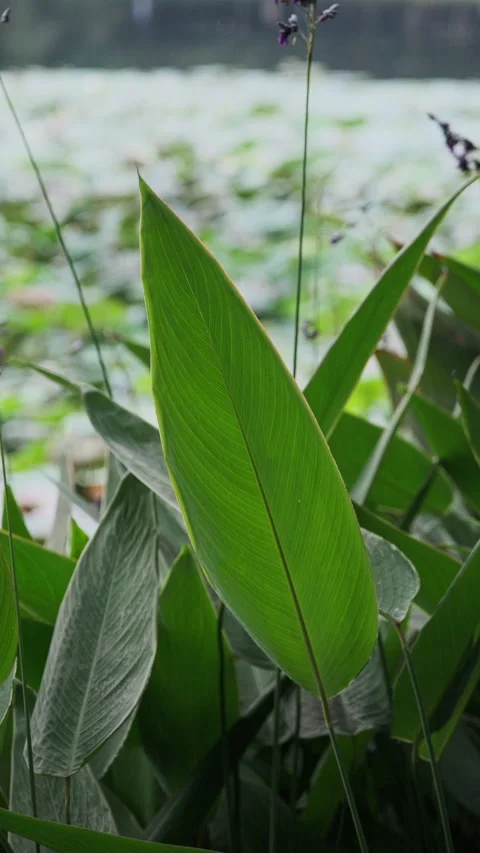 Vertical Video: Macro Green Leaf with Clear Veins and Crisp Texture (ProRes 422) Stock-Footage 320307313