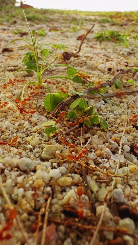 Vertical video. Macro Ground Level View Of Red Ant Colony Moving Across Sandy Tr Stock Footage 330885794