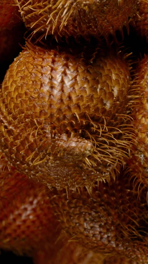 Vertical video. Macro side view of salak fruits rotating in slow motion with Video stock 313234888