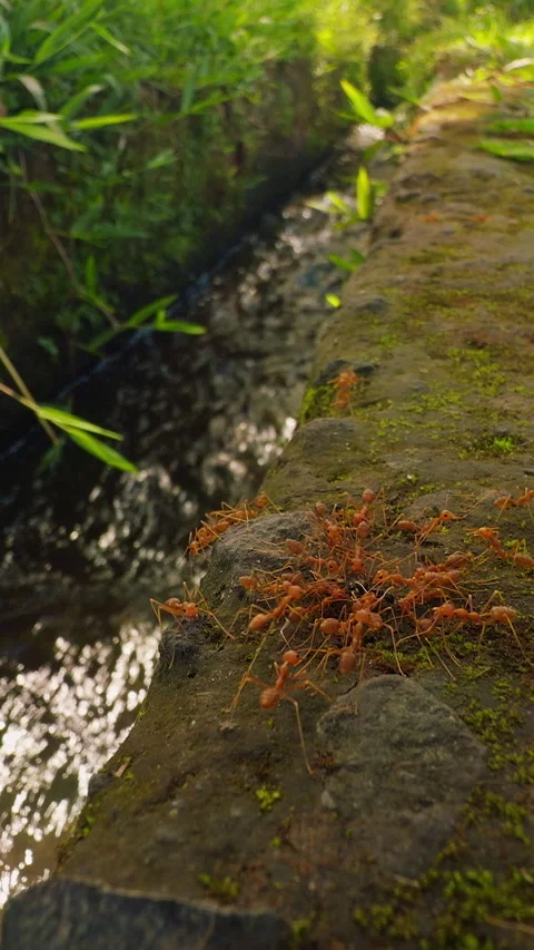 Vertical video. Macro Slow Motion View of Ant Colony Moving Along Moss Covered I Stock Footage 337032433