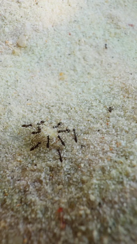 Vertical video. Macro View of Ants Carrying Dead Sand Flea Across Fine Sandy Sur Stock Footage 331451877