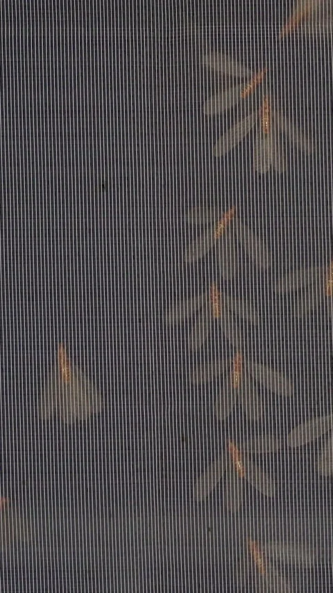 Vertical video. Macro View of Flying Termites Trapped on Mosquito Mesh Screen at Stock Footage 335214891