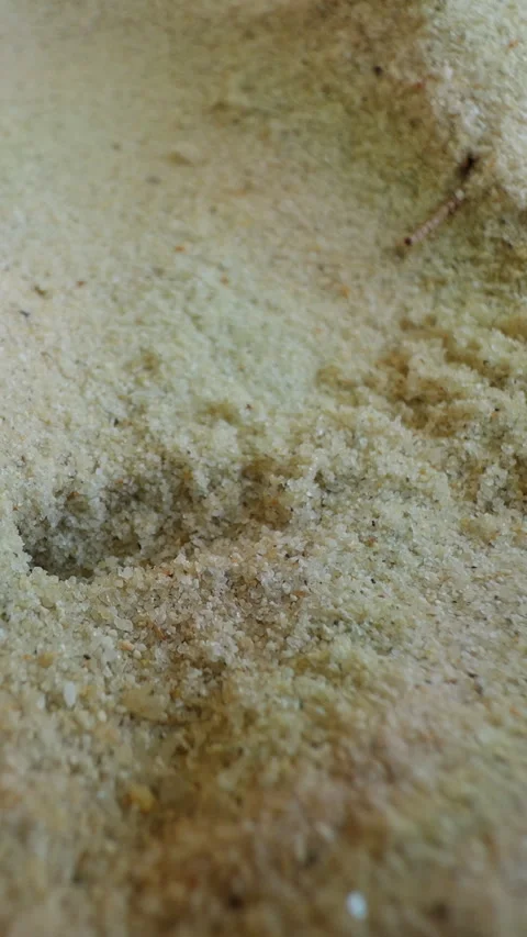 Vertical video. Macro View of Sand Wasp Digging Burrow in Fine Sand While Carryi Stock Footage 331451849