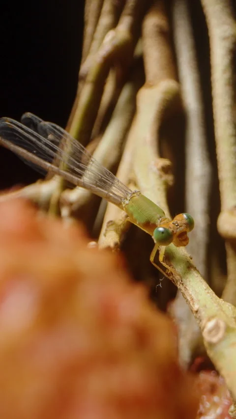 Vertical video. Macro View of Small Green Damselfly Resting on Lychee Branch Stock Footage 310198469