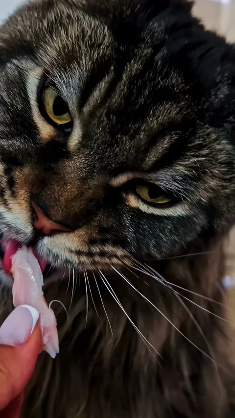 Vertical Video - Maine Coon Cat Eating Fish Indoors, Close Up Stock Footage 337603174