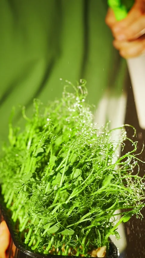 Vertical video: Man grows organic pea microgreens at home - fresh, sustainable Stock Footage 318481410