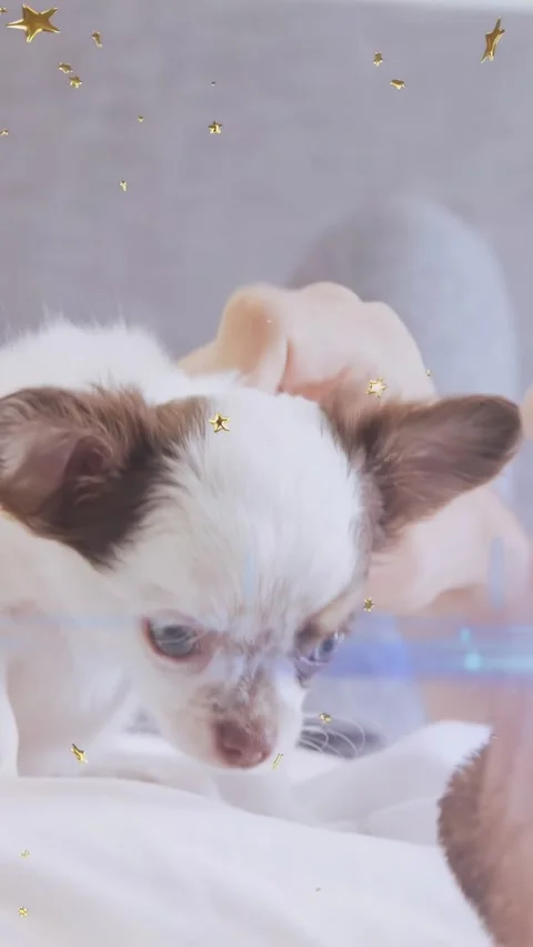 Vertical video: Man petting dog for petcare, calming puppy as gold stars and Stock Footage 334549745