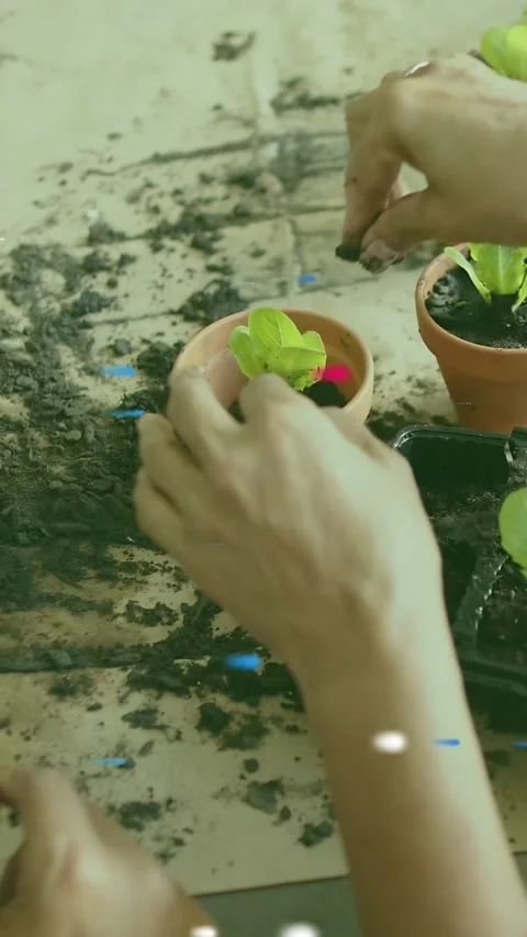 Vertical video: Man placing sprout in pot while woman misting to wet soil, Stock Footage 333157869