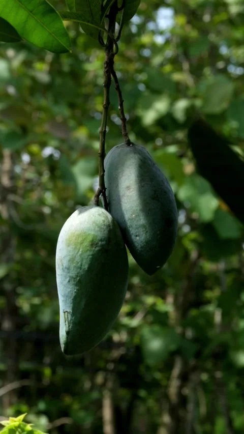 Vertical video of mangoes on a tree swaying in the wind Video stock 336589364