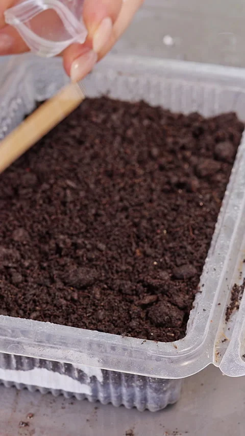 Vertical video. Manicured Hands Sow Seeds In Dark Soil Inside Clear Plastic Cont Stock Footage 341981598