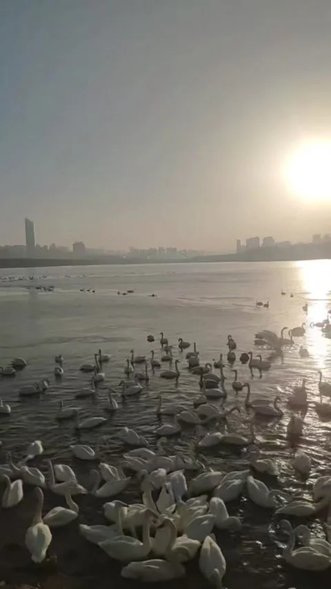 Vertical video of massive flock of wild swans gathering in river at misty go Video stock 327631296