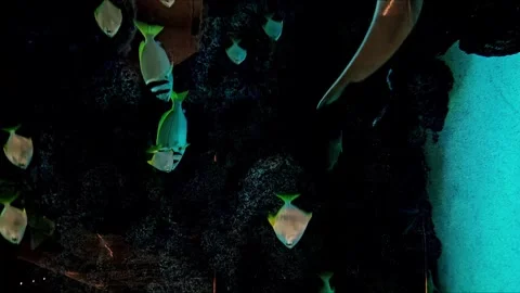 Vertical video massive glass water column marine life fish swimming coral reef 库存影片 345168144