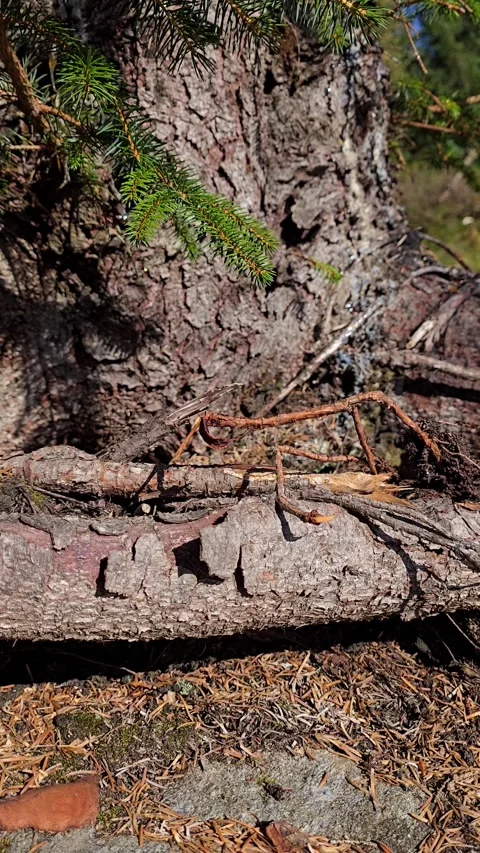 Vertical video of massive tree trunk wrapped with large root in sunlit forest Stock Footage 344472421