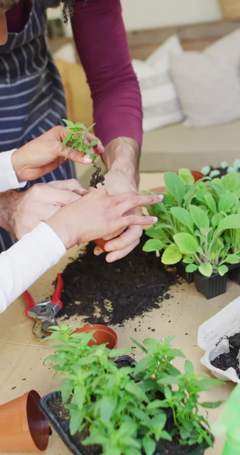 Vertical video of midsection of diverse couple potting seedlings at home, copy Stock Footage 346718373